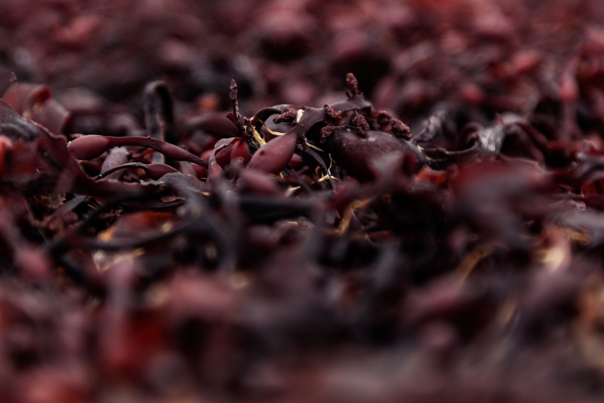 red seaweed